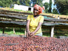 Ethiopia Guji Uraga Tibe Haro Wachu