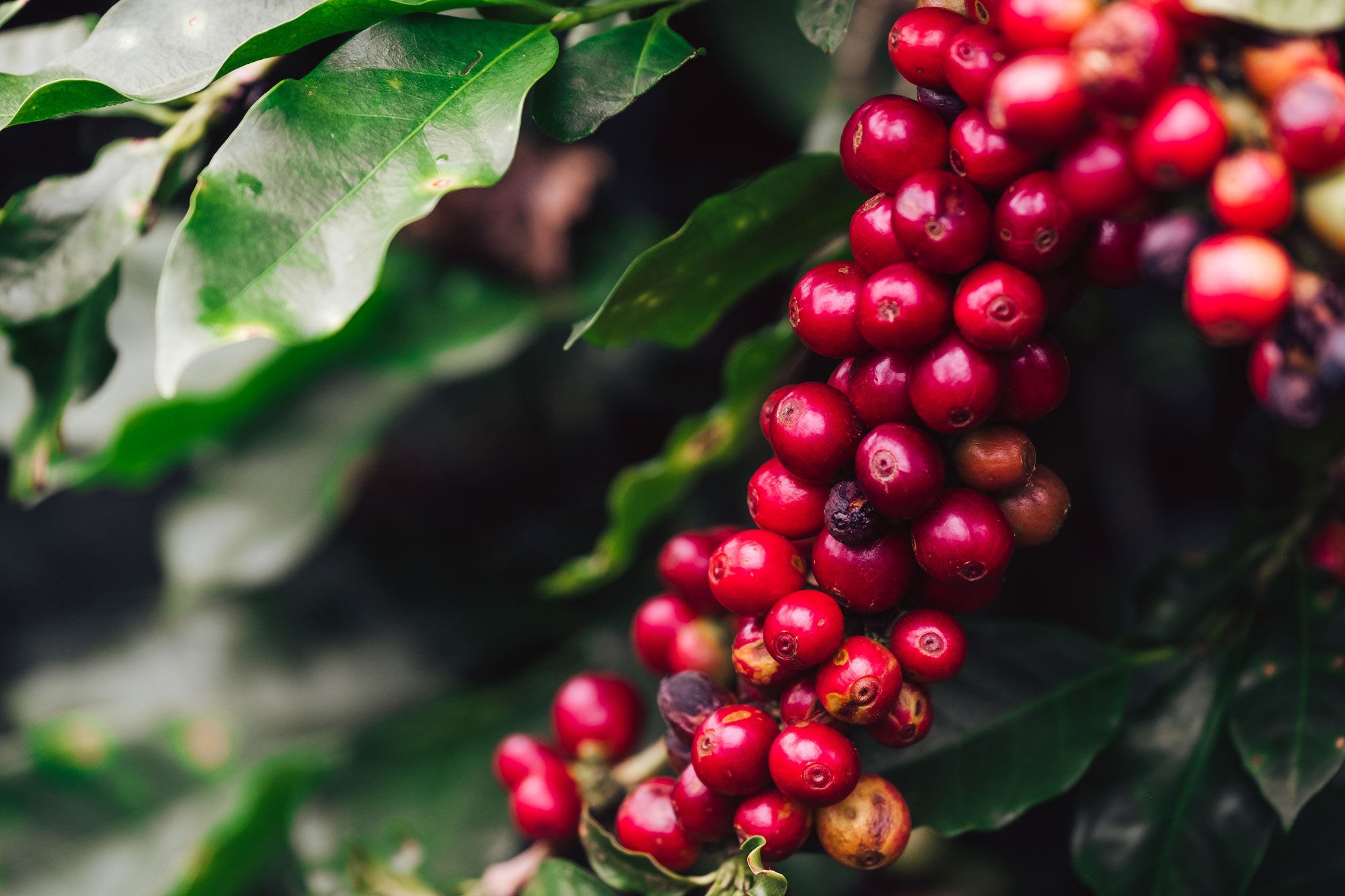 Closeup of ripe red coffee cherries on the branch of a beautiful coffee tree.