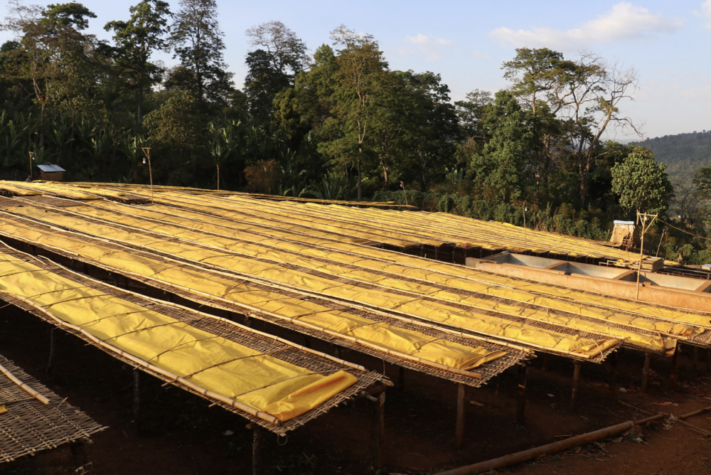 Ethiopia Yirgacheffe Worka Chelbessa