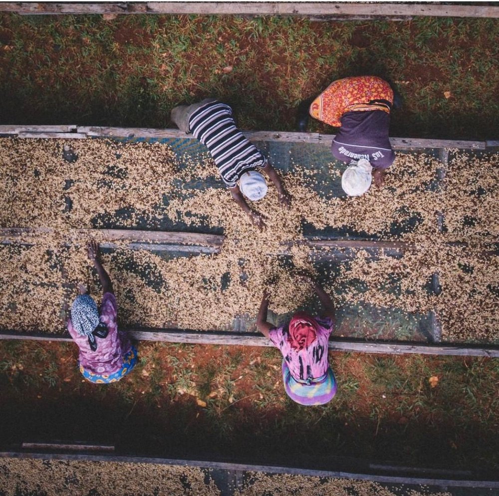 Ethiopia Yirgacheffe Worka Chelbessa